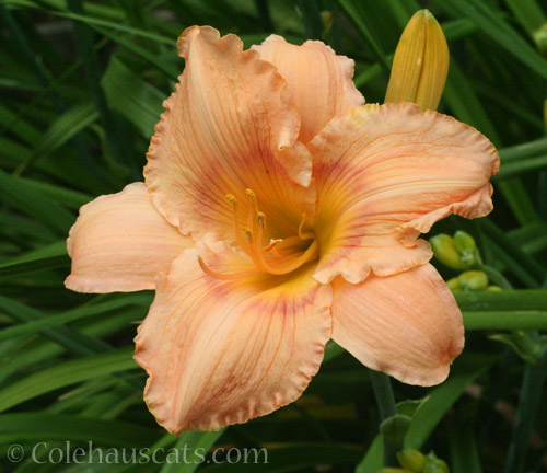 Last Daylily bloom, August 2022 © Colehauscats.com