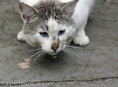 Lloyd, August 2022 © Colehauscats.com