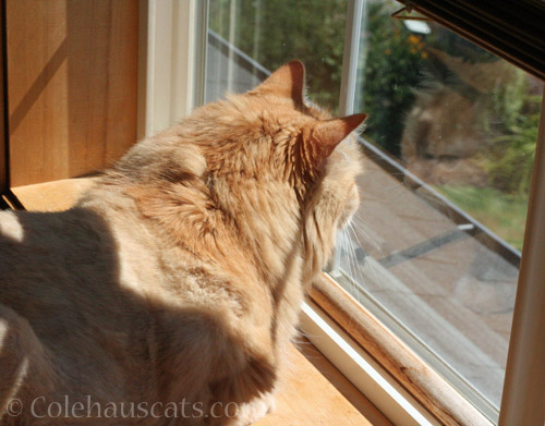 Pia watches for Autumn © Colehauscats.com