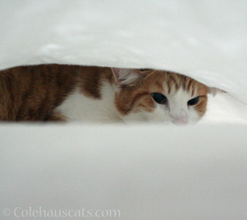 Quint's comfy, cozy fort © Colehauscats.com