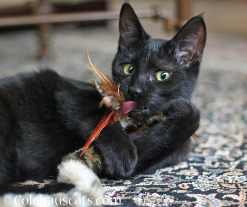 Playful Olivia, 2012 © Colehauscats.com