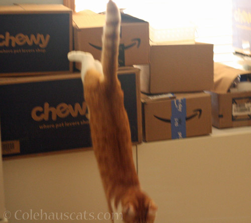 He's outta here © Colehauscats.com