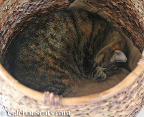 Viola naps in her basket © Colehauscats.com