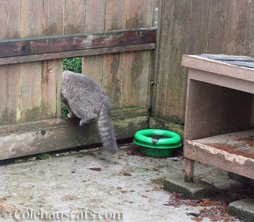 Gray floofy visitor © Colehauscats.com