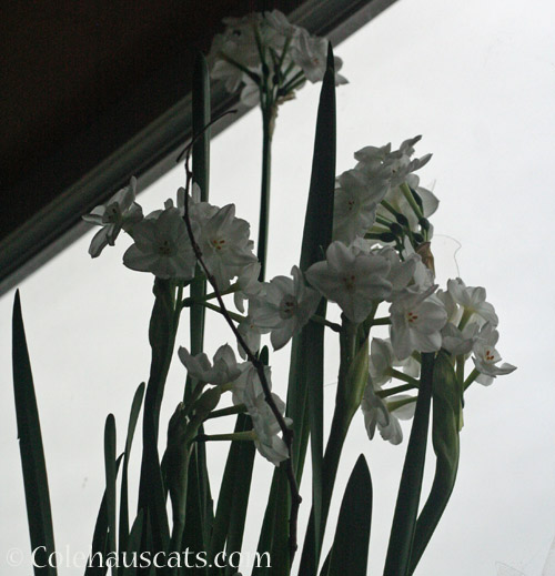 Paperwhites, January 2023 © Colehauscats.com