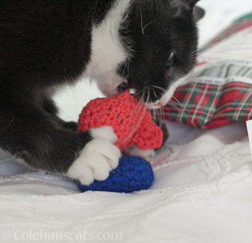 Tessa claims the toys all hers © Colehauscats.com