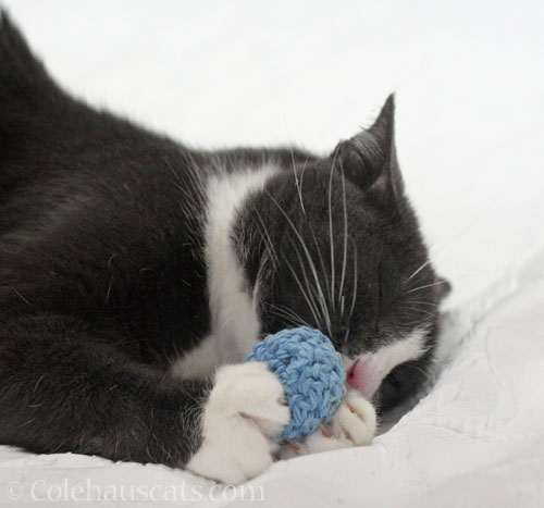 Tessa and her favorite Tooth Fairy toy © Colehauscats.com