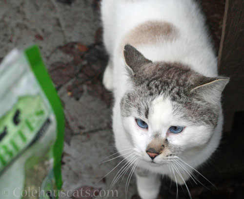 Gimme a treat! © Colehauscats.com