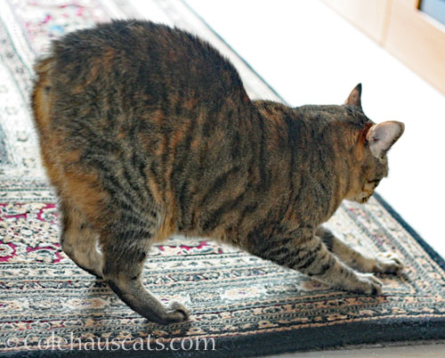 Viola scratching the indestructible rug © Colehauscats.com