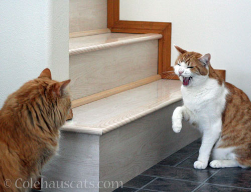 Pia and Quint in conversation © Colehauscats.com