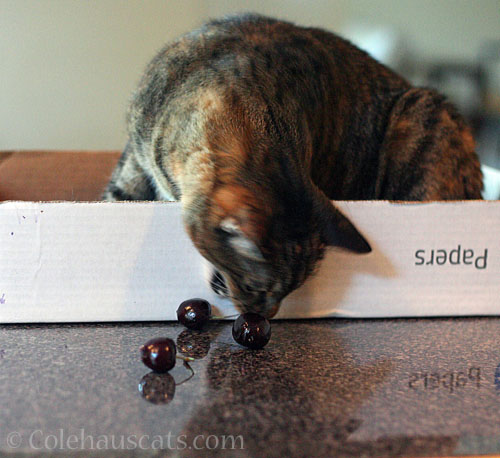 Viola and some cherries © Colehauscats.com