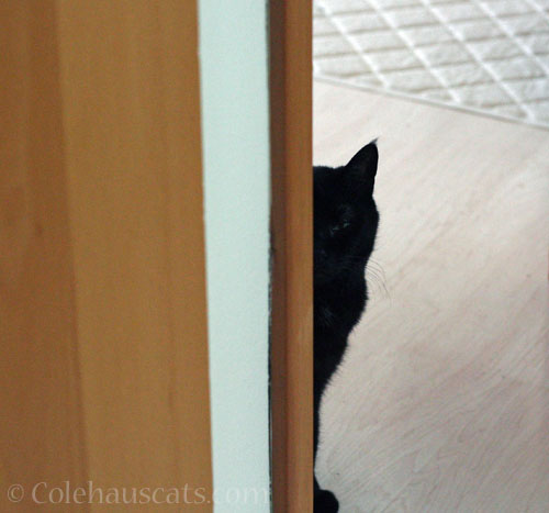 Olivia's mystery © Colehauscats.com