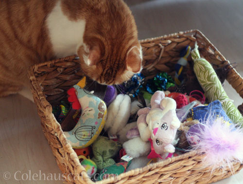 Quint's toy basket © Colehauscats.com