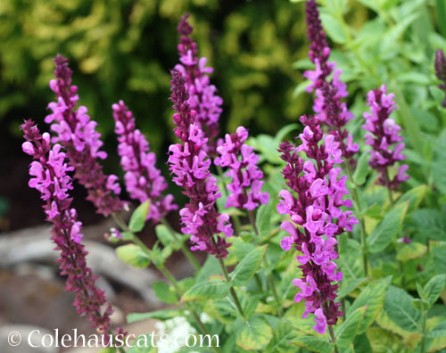 Hummingbird flowers © Colehauscats.com