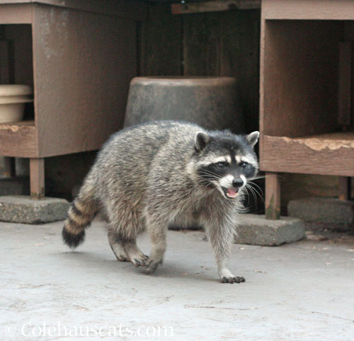 Skinny, the visiting raccoon, laughs at Mom's folly © Colehauscats.com