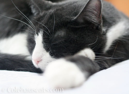 Summer naps with Tessa © Colehauscats.com