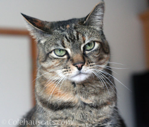 Viola is not amused © Colehauscats.com