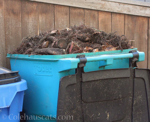 Yard Debris bin full of roots © Colehauscats.com