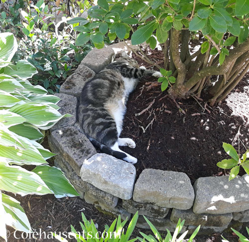 Murray, garden cat © Colehauscats.com