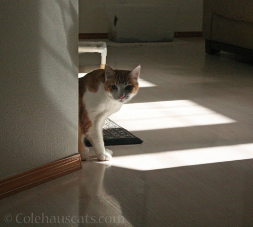 Quint © Colehauscats.com