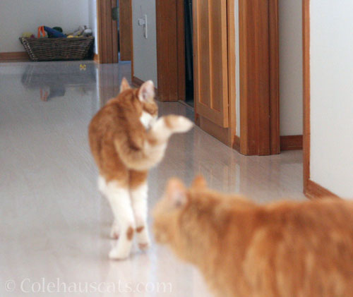 Follow the leader to the food bowls © Colehauscats.com