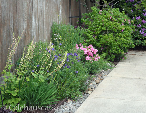 Old Arborvitae flower bed, May 2024 © Colehauscats.com