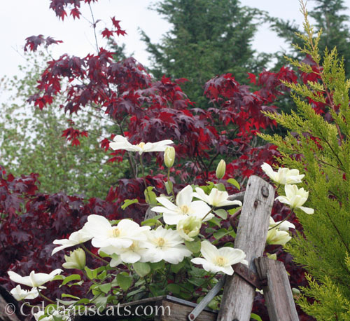 Neighboring Clematis and red maple, May 2024 © Colehauscats.com