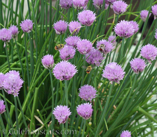 Blooming chives with Bumblebee friends, May 2024 © Colehauscats.com