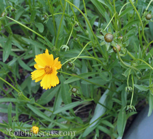 Coreopsis from seed, May 2024 © Colehauscats.com