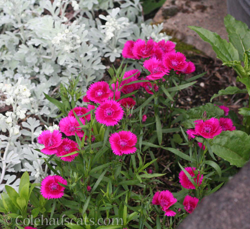 Dianthus and Dusty Miller, May 2024 © Colehauscats.com