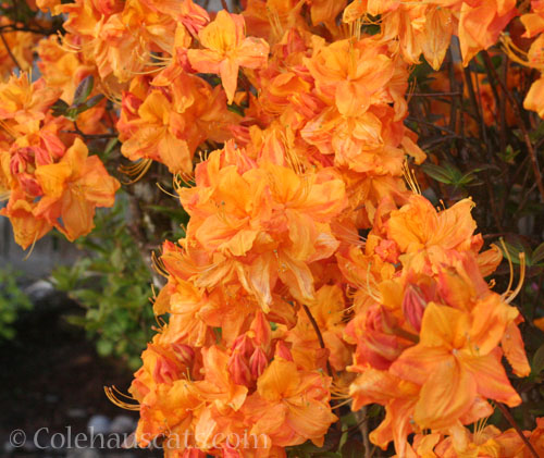 Azalea, variety Exbury Orange variant, May 2024 © Colehauscats.com