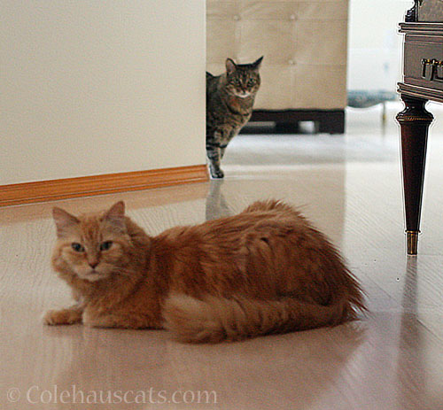 Pia and Viola © Colehauscats.com