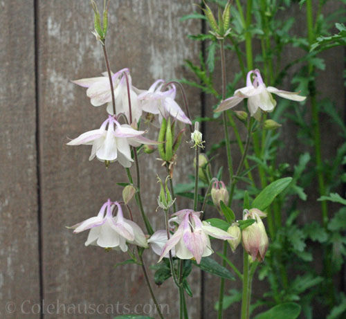 Pale pink Columbine, May 2024 © Colehauscats.com