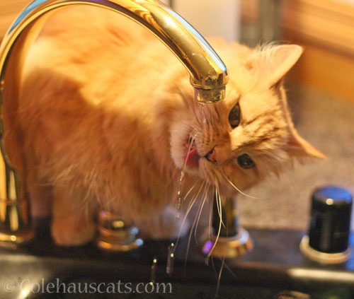 Pia's personal water faucet © Colehauscats.com