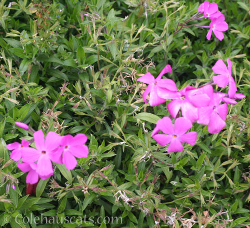 Pink creeping Phlox, May 2024 © Colehauscats.com