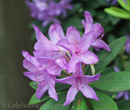 Purple Rhododendron, May 2024 © Colehauscats.com