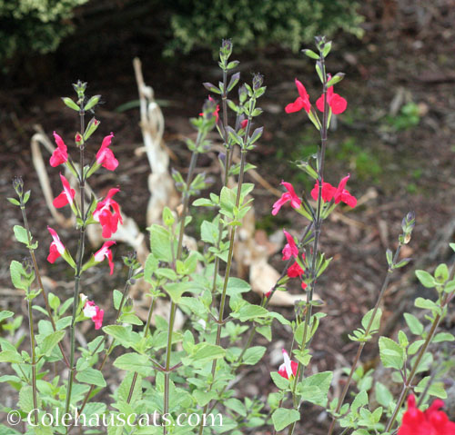 Salvia, variety Hot Lips, May 2024 © Colehauscats.com