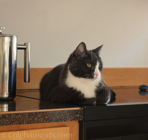 Bad cat Tessa laying on the stove top © Colehauscats.com