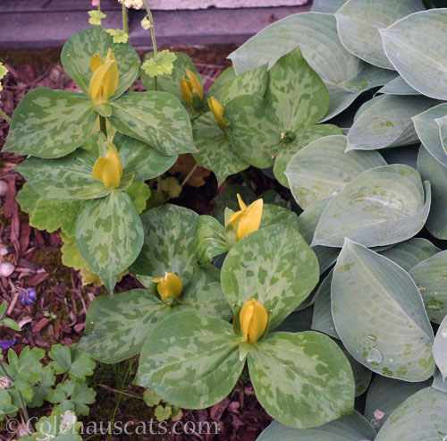 Trillium and Blue Hosta, May 2024 © Colehauscats.com