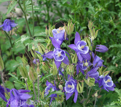 White-tipped Columbine, May 2024 © Colehauscats.com