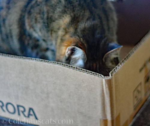 Checking out the new box © Colehauscats.com