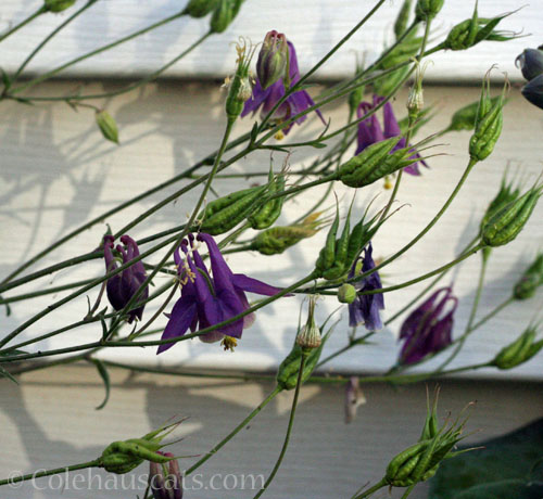 Columbine going to seed, 2024 © Colehauscats.com