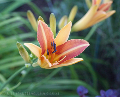 First daylily opening, 2024 © Colehauscats.com