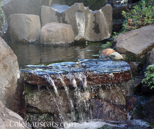 Fountain waterfall, 2024 © Colehauscats.com