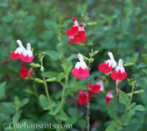 Hot Lips Salvia, 2024 © Colehauscats.com