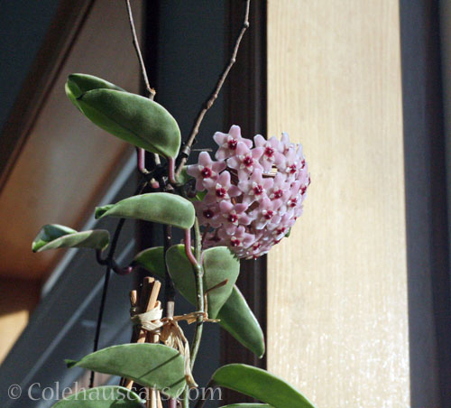 Inside Hoya flowerhead, 2024 © Colehauscats.com