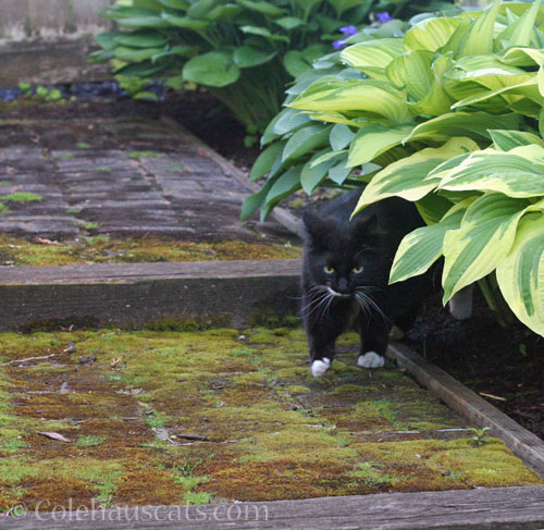 Jacks' Hosta hiding spot © Colehauscats.com