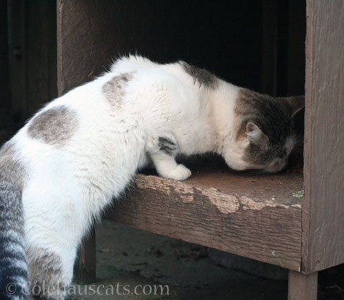 Lloyd finds the catnip treat, 2024 © Colehauscats.com