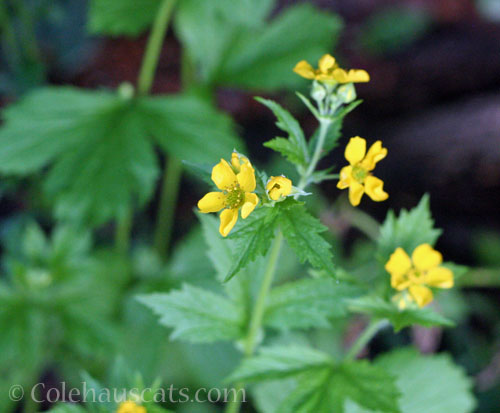 Marsh Marigold (?), 2024 © Colehauscats.com