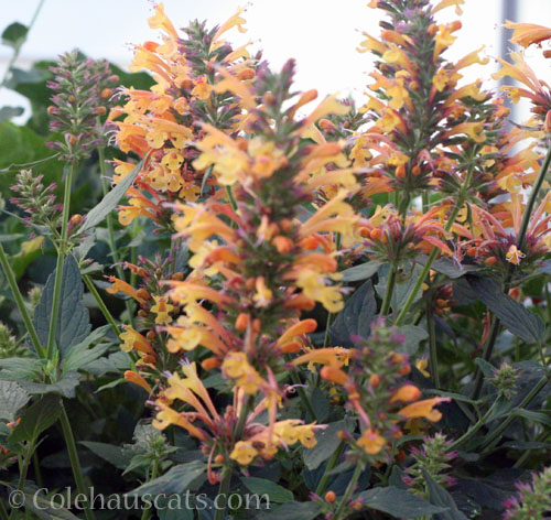 Orange Salvia, 2024 © Colehauscats.com